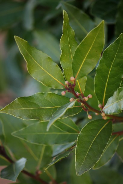 laurel