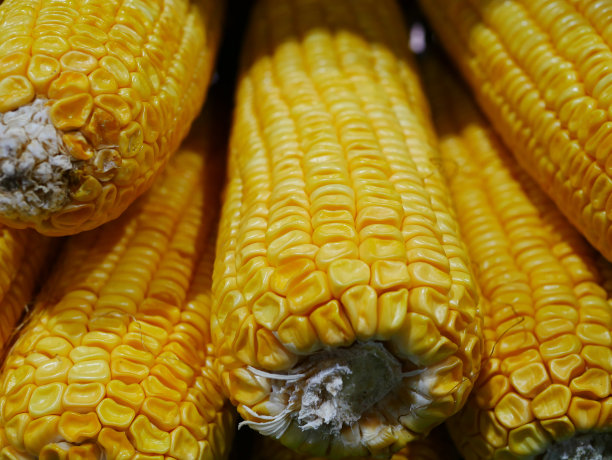有机玉米粗粮细节拍摄
