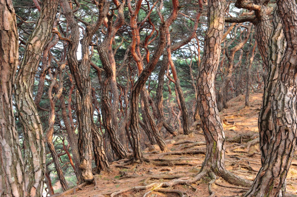 高大的松树