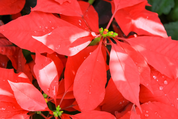 圣诞植物一品红边框背景