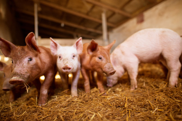 pig