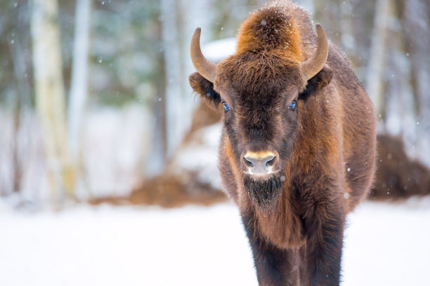 bison