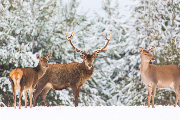 deer