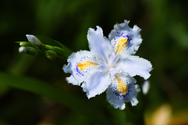 鸢尾花蓝蝴蝶花