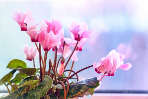 cyclamen