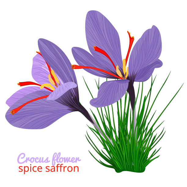 saffron