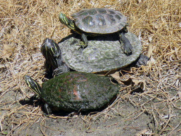 三只海龟