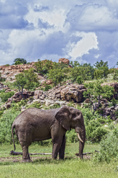 马蓬古布韦国家公园