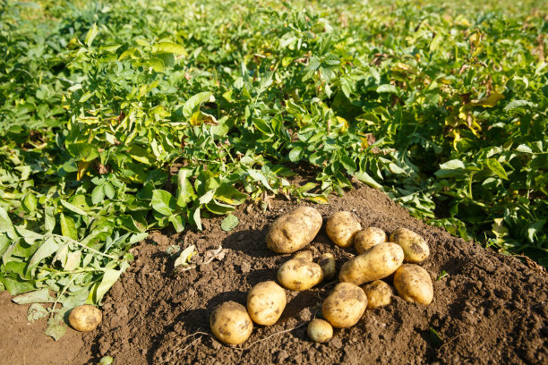 土豆栽培技术