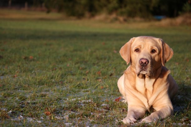 labrador
