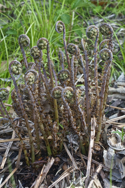 fiddlehead
