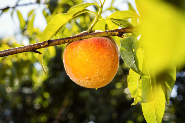 nectarines