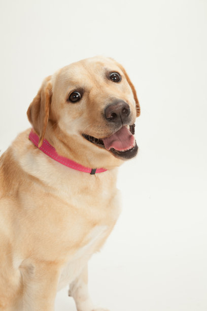 labrador