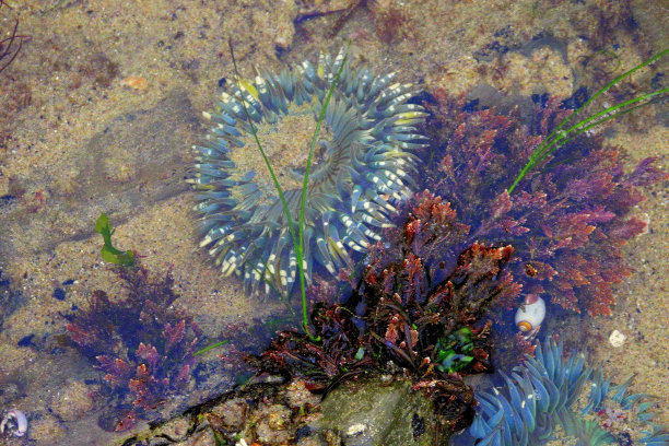 海滨流浪汉