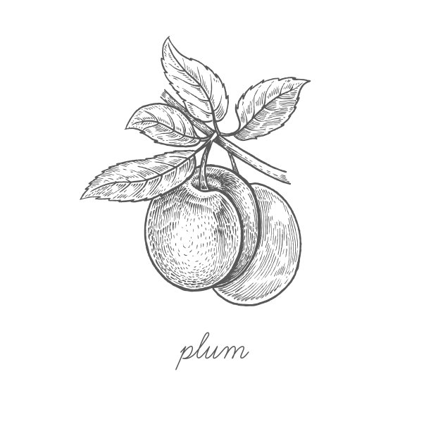 plum