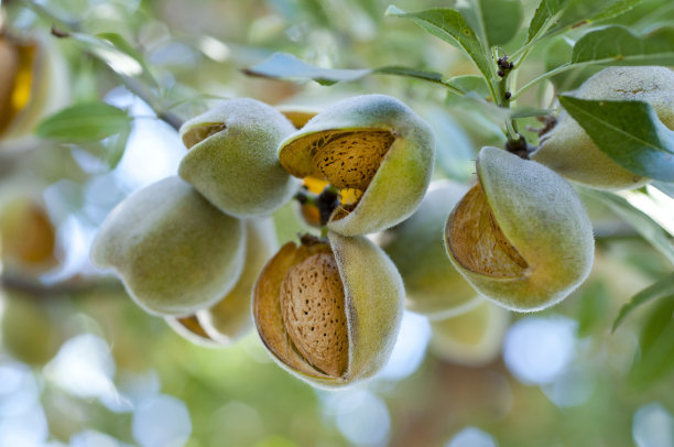 almonds