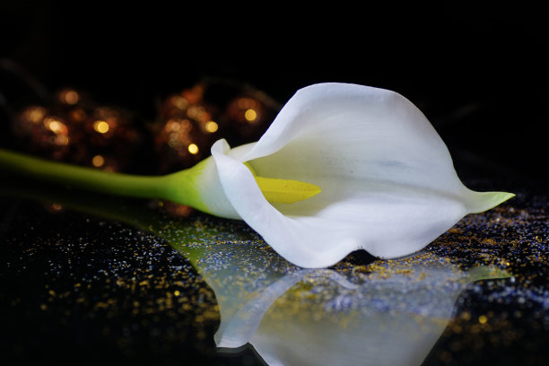 zantedeschia
