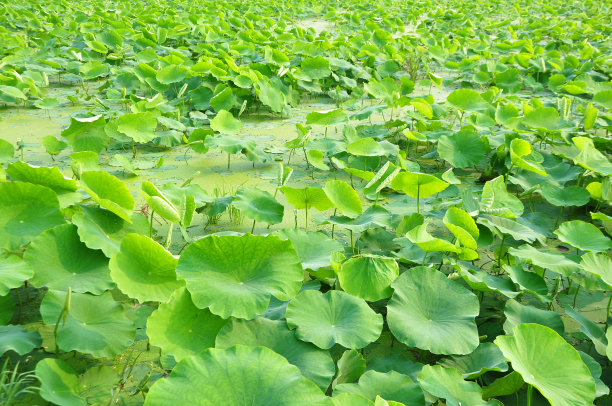 湖边植物