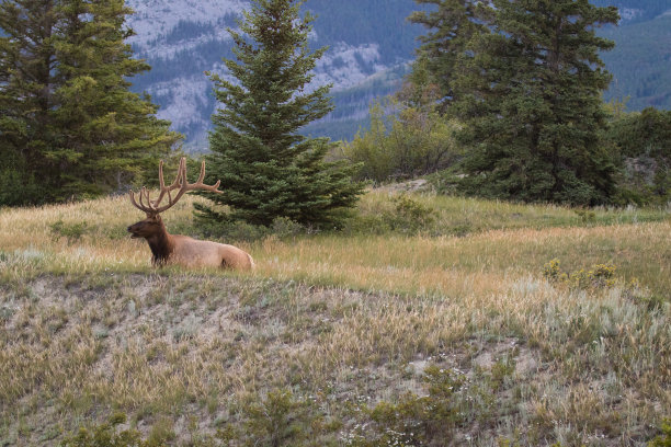 deer
