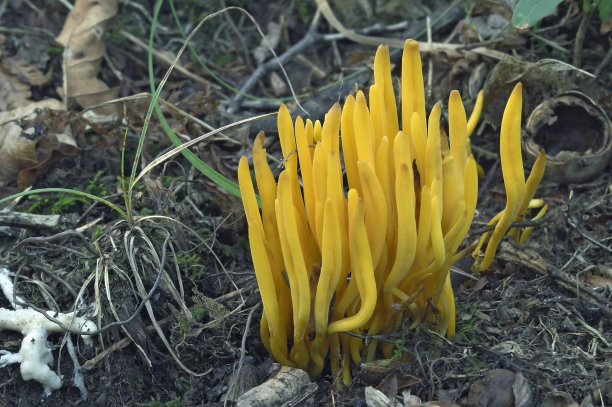珊瑚菌