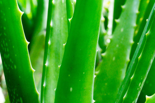 aloe