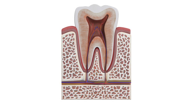 牙本质,牙冠,神经系统
