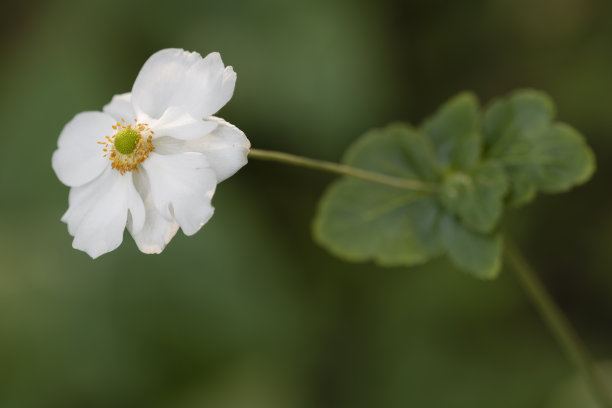 银莲花