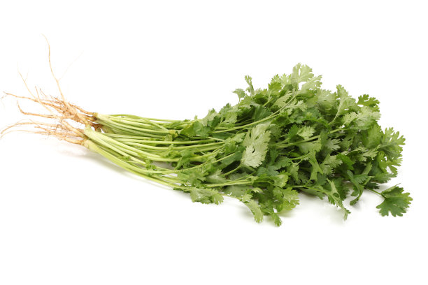 cilantro