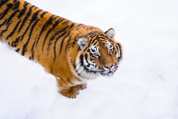 雪地上的老虎