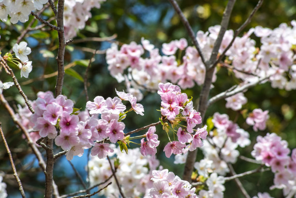 九州樱花