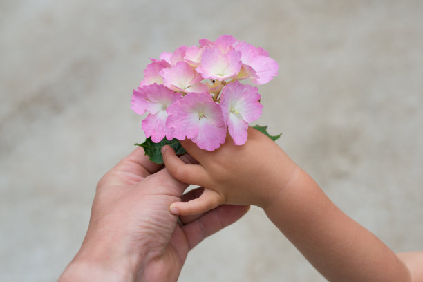 绣球花少女