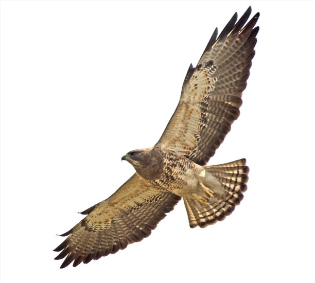hawk