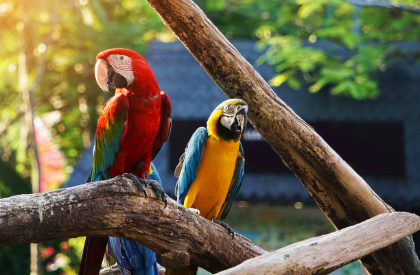 parrots