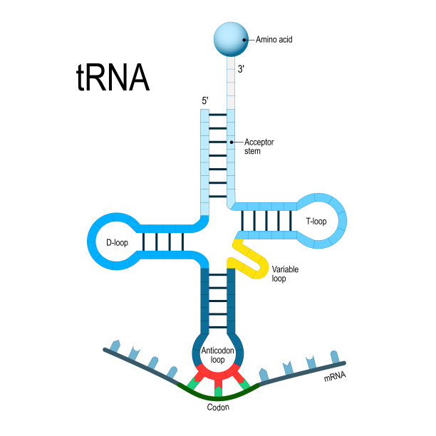 rna