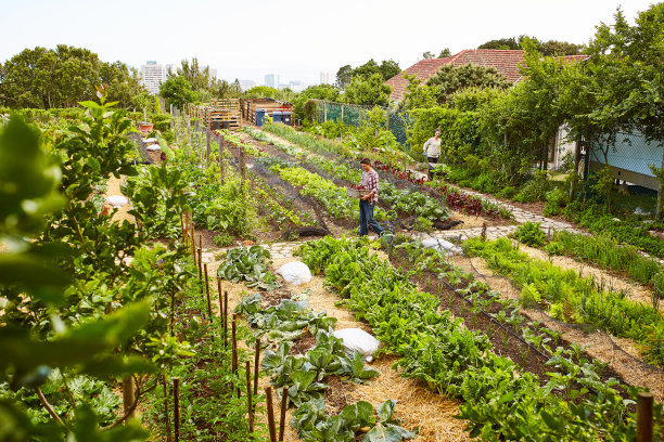 harvest