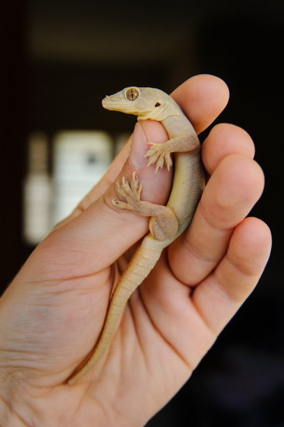 phelsuma