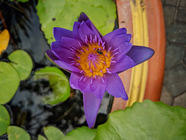 荷花莲花蜜蜂采蜜