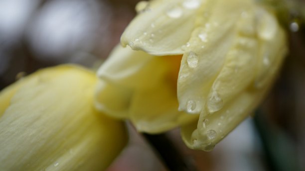 水仙花开