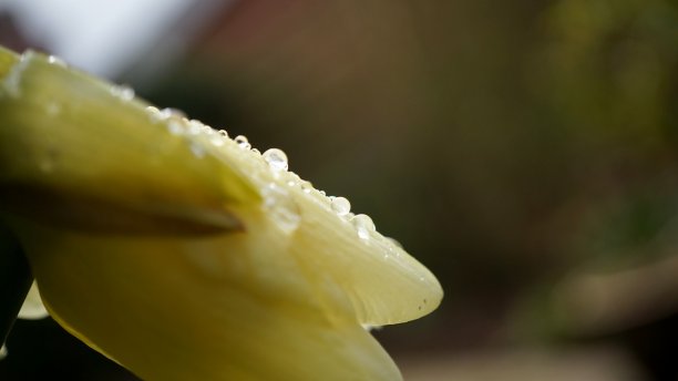 水仙花开