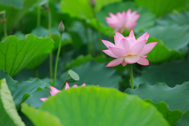 荷花花苞花蕾