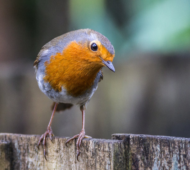 robin