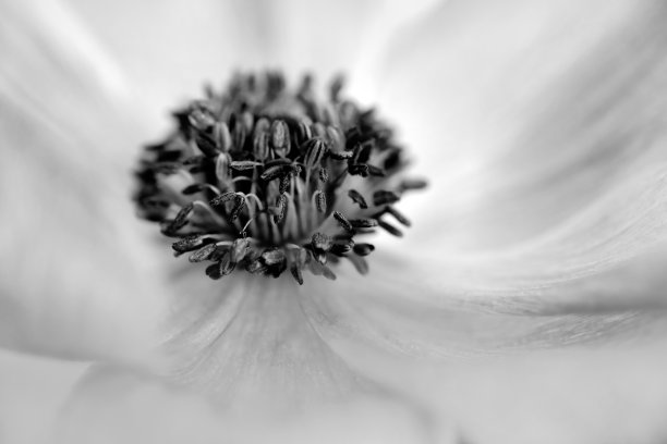 向日葵花挂画