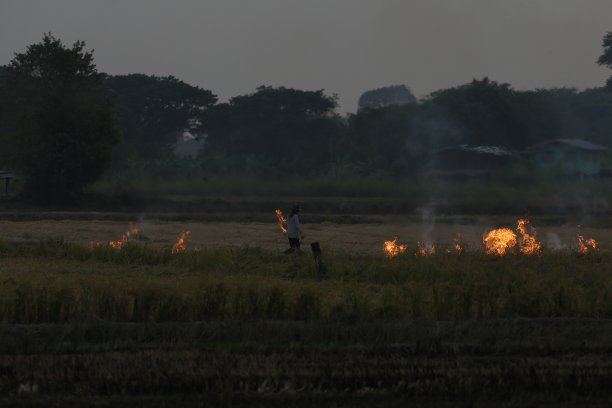 焚烧的稻田