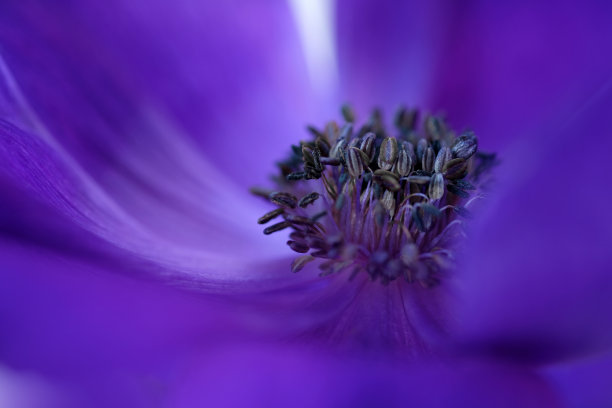 向日葵花挂画
