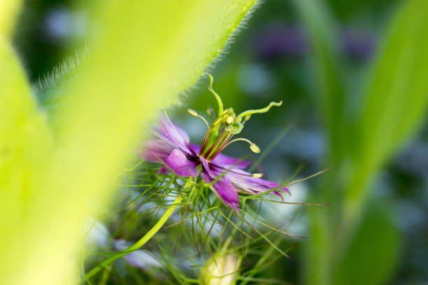 芝麻开花