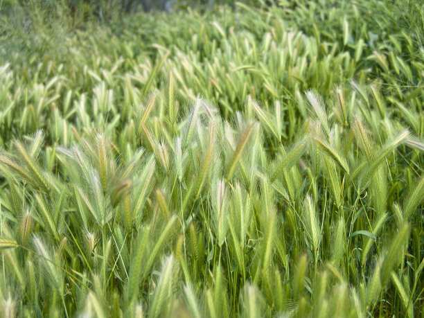 狐尾草barley大麦