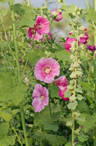 stockrose