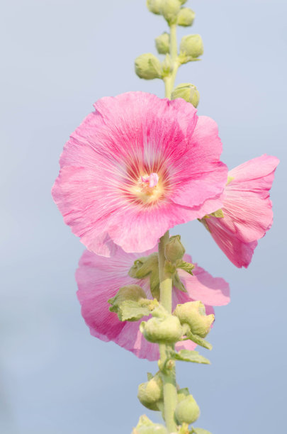 stockrose