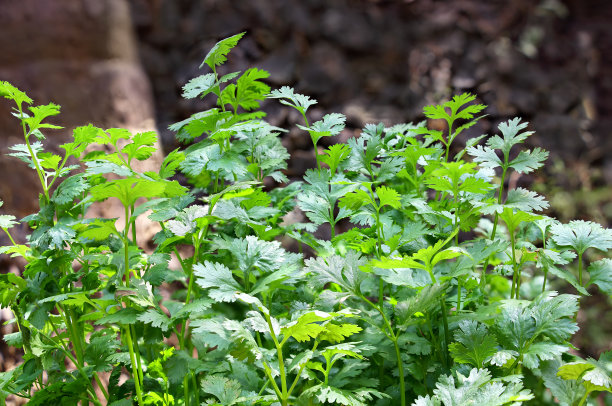 cilantro