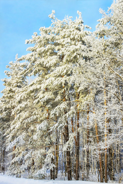 冬季白桦树林白桦树杆雪地